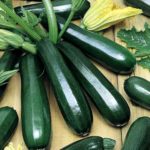 Плоды кабачка сорта Блэк цукини