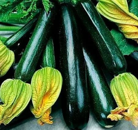 Плоды кабачка Чёрный красавец