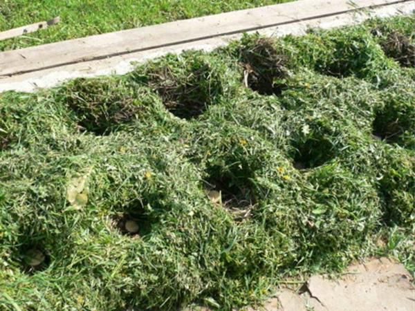 Почву перекапывать не нужно, клубни раскладывают прямо на сорняки