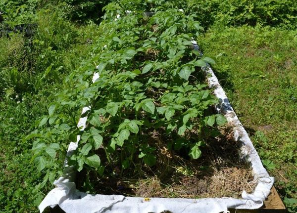 Ряды с посаженным картофелем весь день должны освещаться солнцем