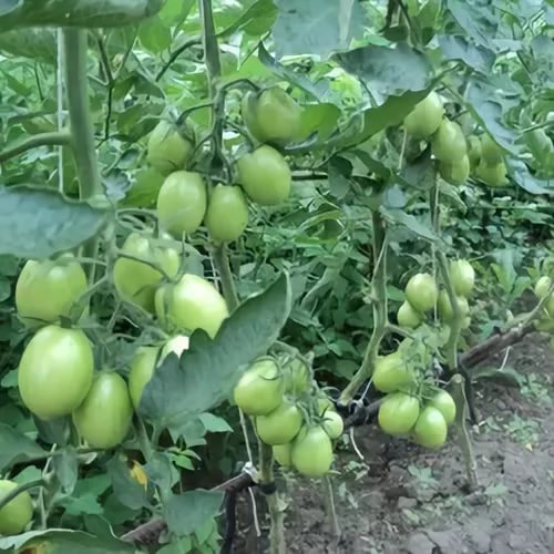 Кусты Де Барао с зелёными плодами