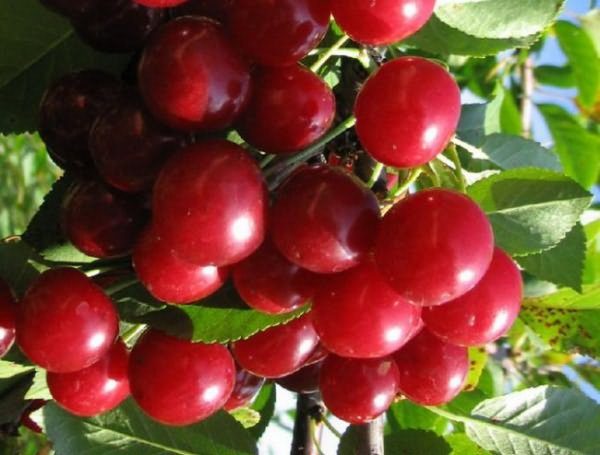черешня Народная Сюбаровой