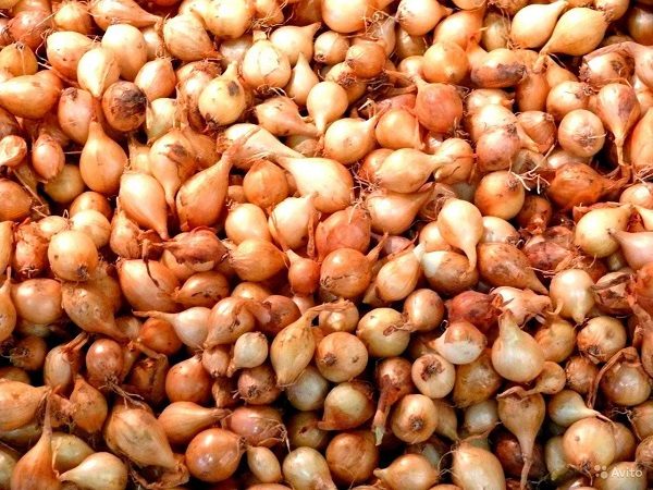 Время, правила и сроки посадки севка весной