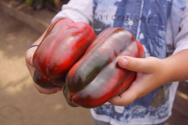 Сорт перца Маршал Жуков
