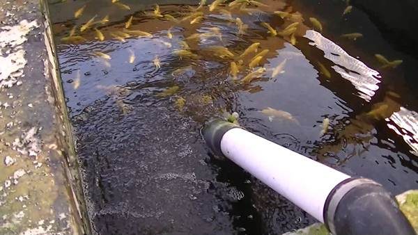 Воду в бассейне регулярно обновляют