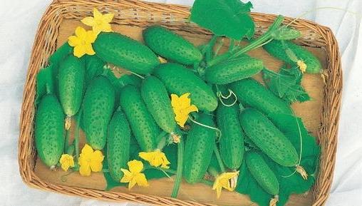 Плоды огурца Мальчик с пальчик