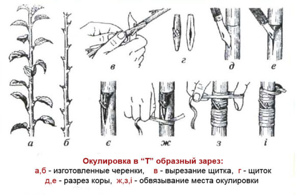 Окулировка абрикоса