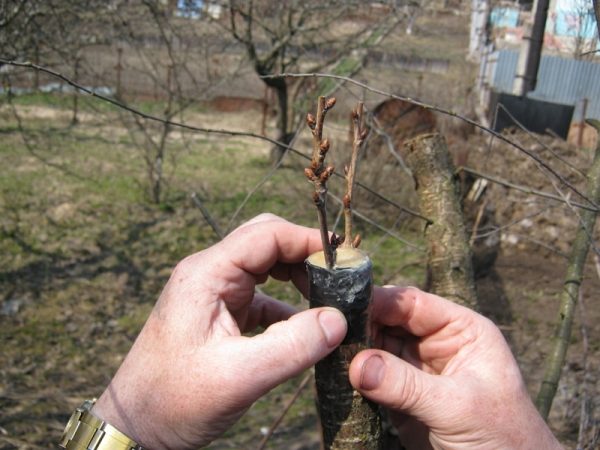 Прививка вишни за кору