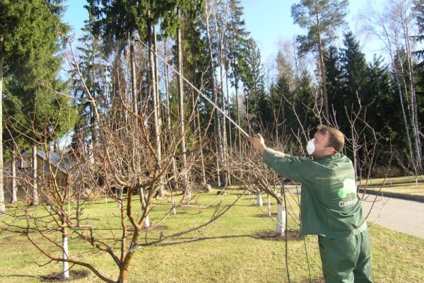 Обработку сливы от вредителей осенью можно проводить народными средства, а также химикатами