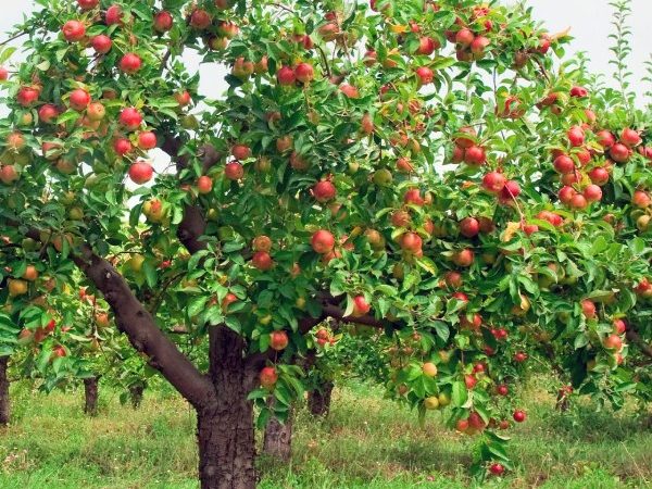 Механическое повреждение коры вишни
