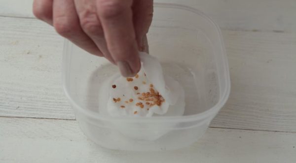 Проращивание семян баклажана