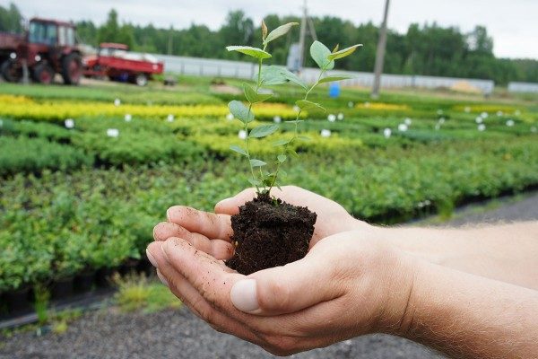 Из семян ежевики можно вырастить полноценный саженец