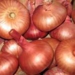 Луковицы сорта Старообрядческий