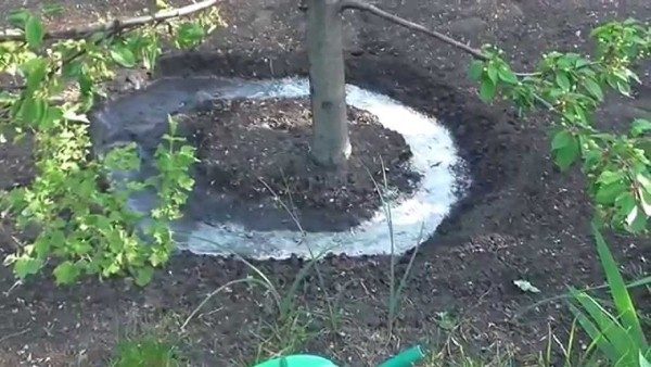 Полив черешни Валерий Чкалов до цветения