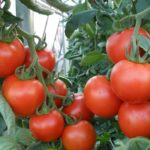 Томаты сорта Поранек