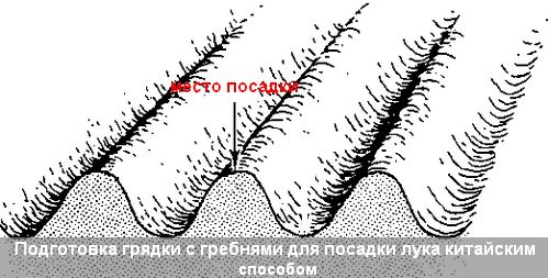 Посадка в гребни