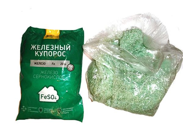 Раствор железного купороса защищает сливу от инфекций