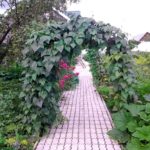 Арочная опора для фасоли
