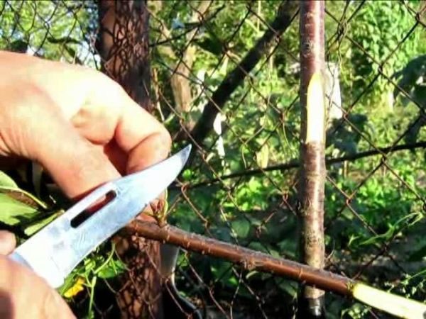 С черенка срезаем почку