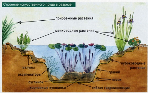 Схематичное строение пруда для рыбы