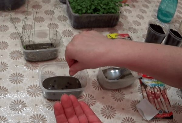 Плошки с песком и семенами на столе