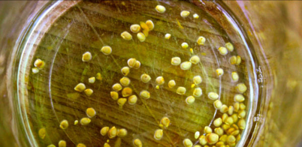 Семена в плошке с раствором