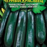 Семена кабачка Чёрный красавец