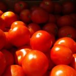 Томаты сорта Шедевр ранний