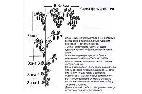 Схема формирования куста баклажана в один стебель