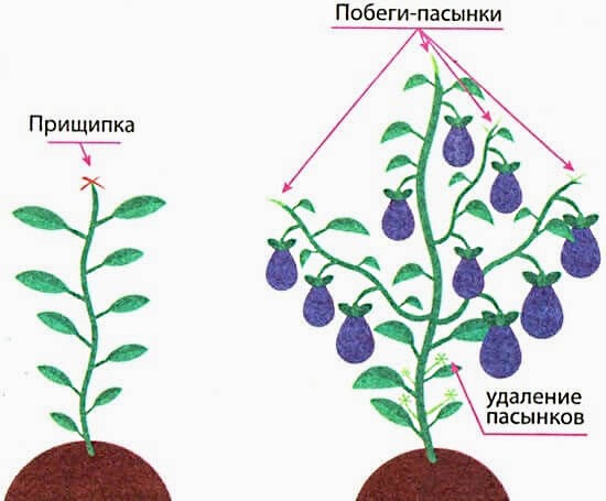 Формирование куста баклажана