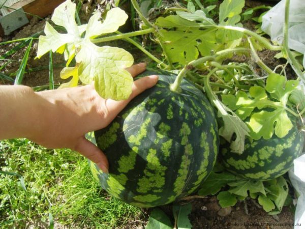 Арбуз сорта Сибирский гигант