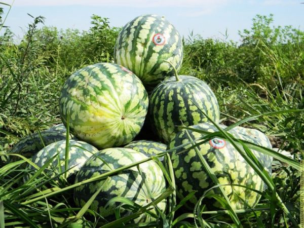 Сорт Астраханский