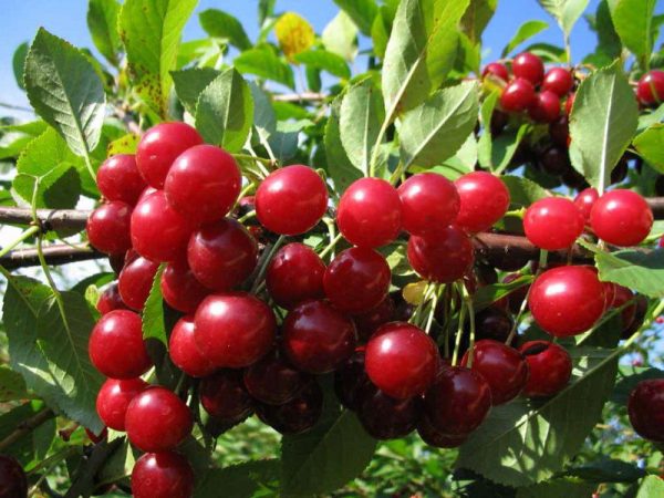 Урожай вишни сорта Любская
