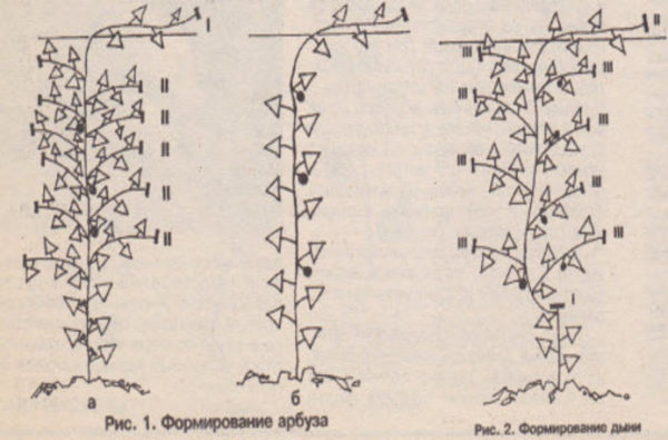 Способы формирования арбузов