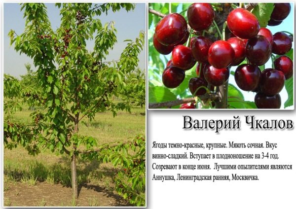 Характеристика черешни Валерий Чкалов