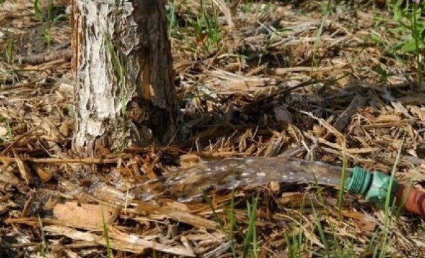 Осенний влагозарядковый полив вишни