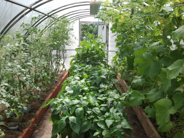 Выращивание сразу нескольких культур в одной теплице