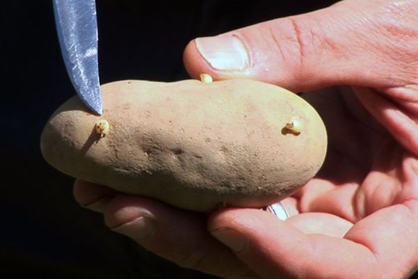 Клубни для посадки обязательно должны иметь глазки