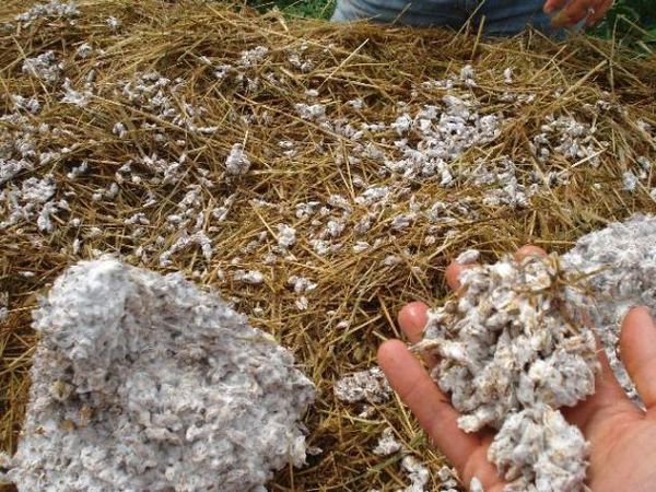 Готовый субстрат для выращивания вешенки