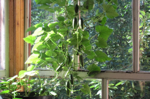 Выращивание огурцов на подоконнике