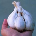 луковица рокамболя сорта Янычар
