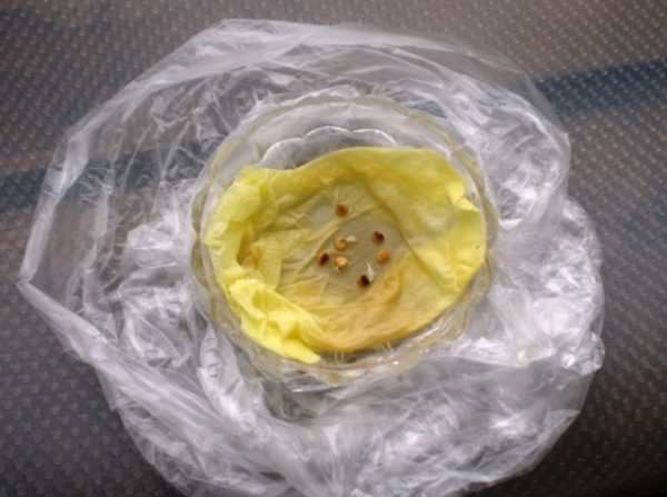 Замачивание семян болгарского перца