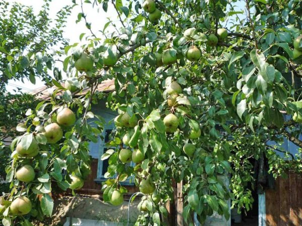 Для груши Пасс-Красан необходимо большое количество солнечного света