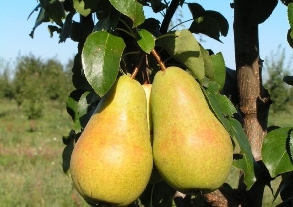 Зимостойкая груша Чижовская