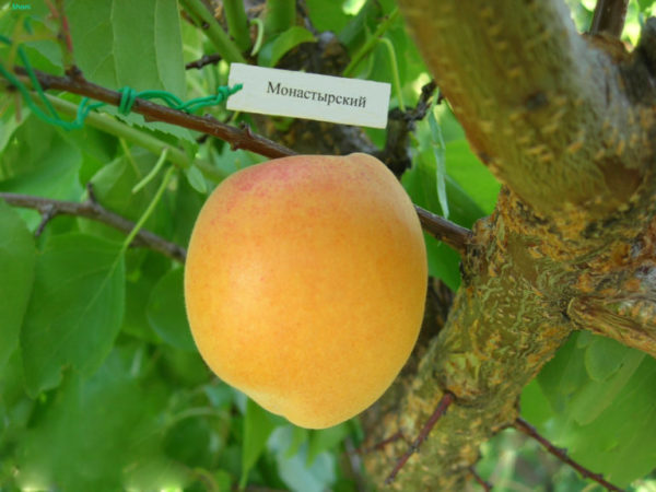 Абрикос Монастырский