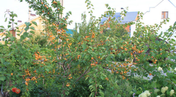 Абрикос сорта Лель