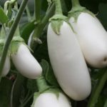 Баклажан сорта Вкус грибов