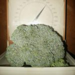 Брокколи Кудрявая голова