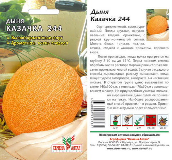 Дыня Казачка