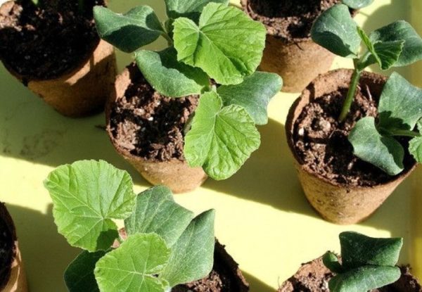 Готовая к высадке в грунт рассада дыни